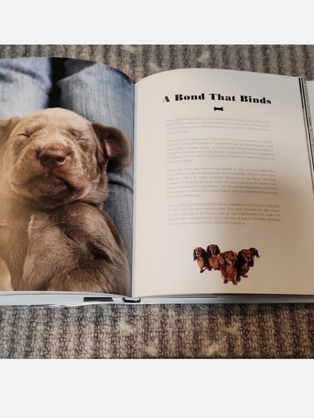For The Love Of Dogs Book by Katharina von der Leyen - Picture 14 of 17